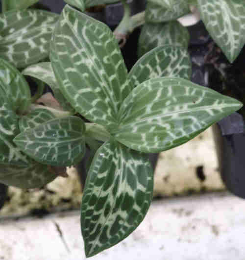 Goodyera Schlectandaliana